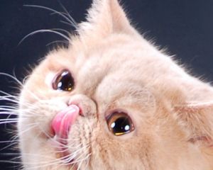 ���������� ��������� �������� � ����� ����